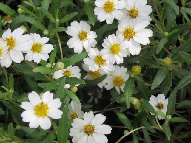 Blackfoot daisies are a native plant that pepper your landscape with white as snow flowers.