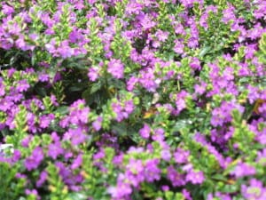 Mexican Heather in full bloom.