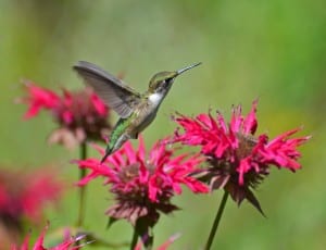 Hummingbird