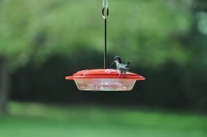 hummingbird-176882_640