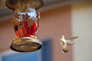 hummingbird-feeding-742919_640