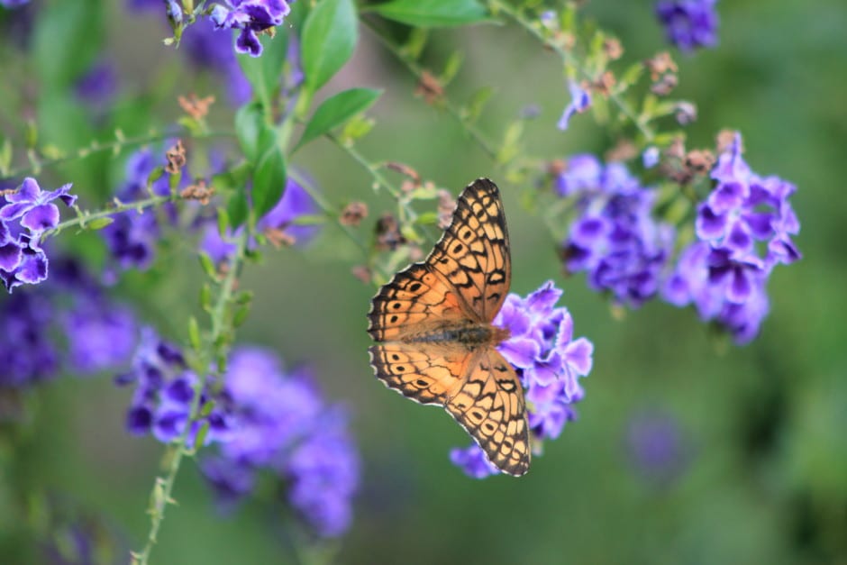 Butterflies Need Nectar Plants Rainbow Gardens' Faves Rainbow Gardens