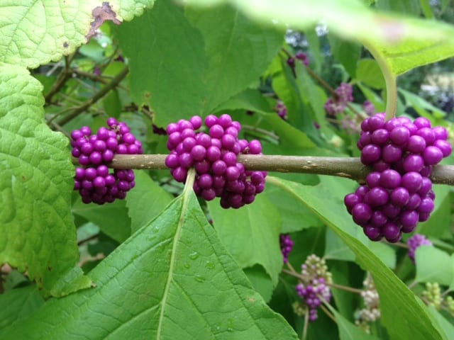 Native plants in San Antonio like this beautyberry provide food for native birds.