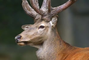 deer-687100_640