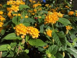 New gold lantana in urban pollinator gardens.