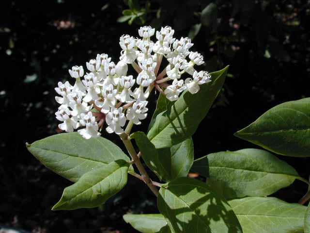 Small White Flower