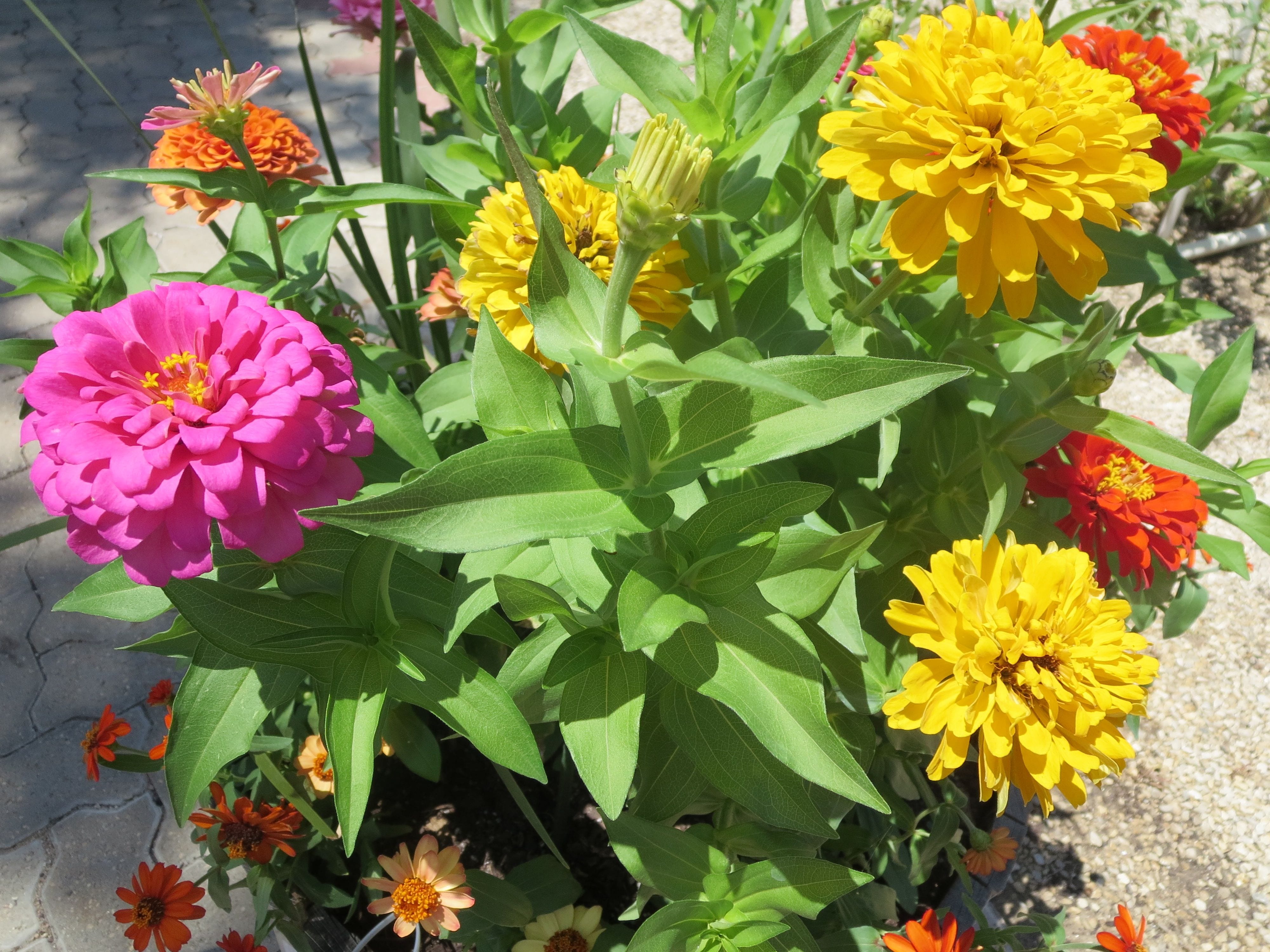 Zinnia are amazing fall annuals for nectar for our pollinators.