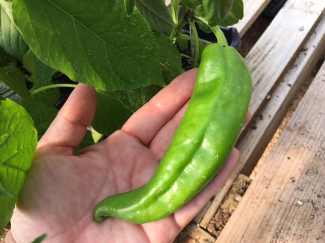 Peppers Big Jim Peppers