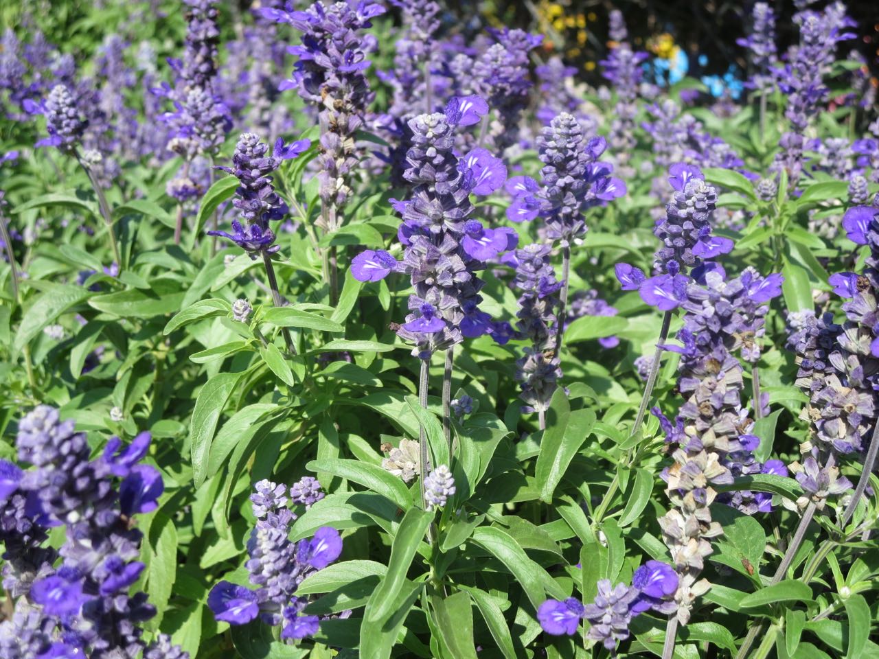 Salvia is a great perennial for San Antonio landscapes.