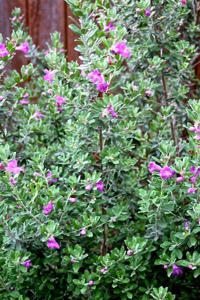 Texas Sage is one of our native plants that brings on tons of blooms a couple weeks after the rain.