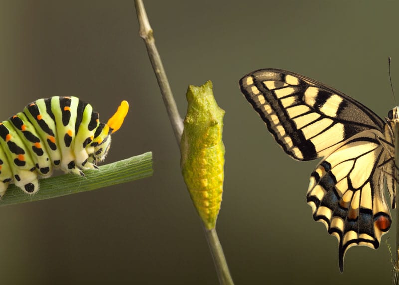 Raising caterpillars and butterflies: A newbies experience!