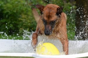 A splash in the pool can help your pet cool off.