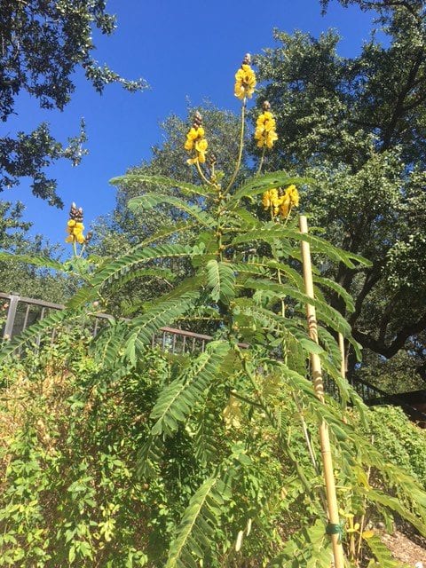 Popcorn Cassia is one of our San Antonio native plants.