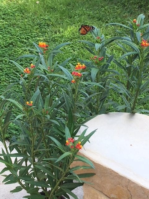 Milkweed is the only host plant for Monarch pollinators