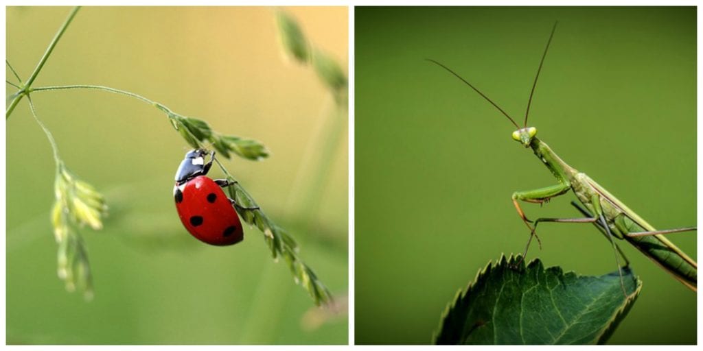 ladybugs and mantids