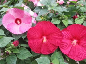 hibiscus-mallow Hardy hibiscus