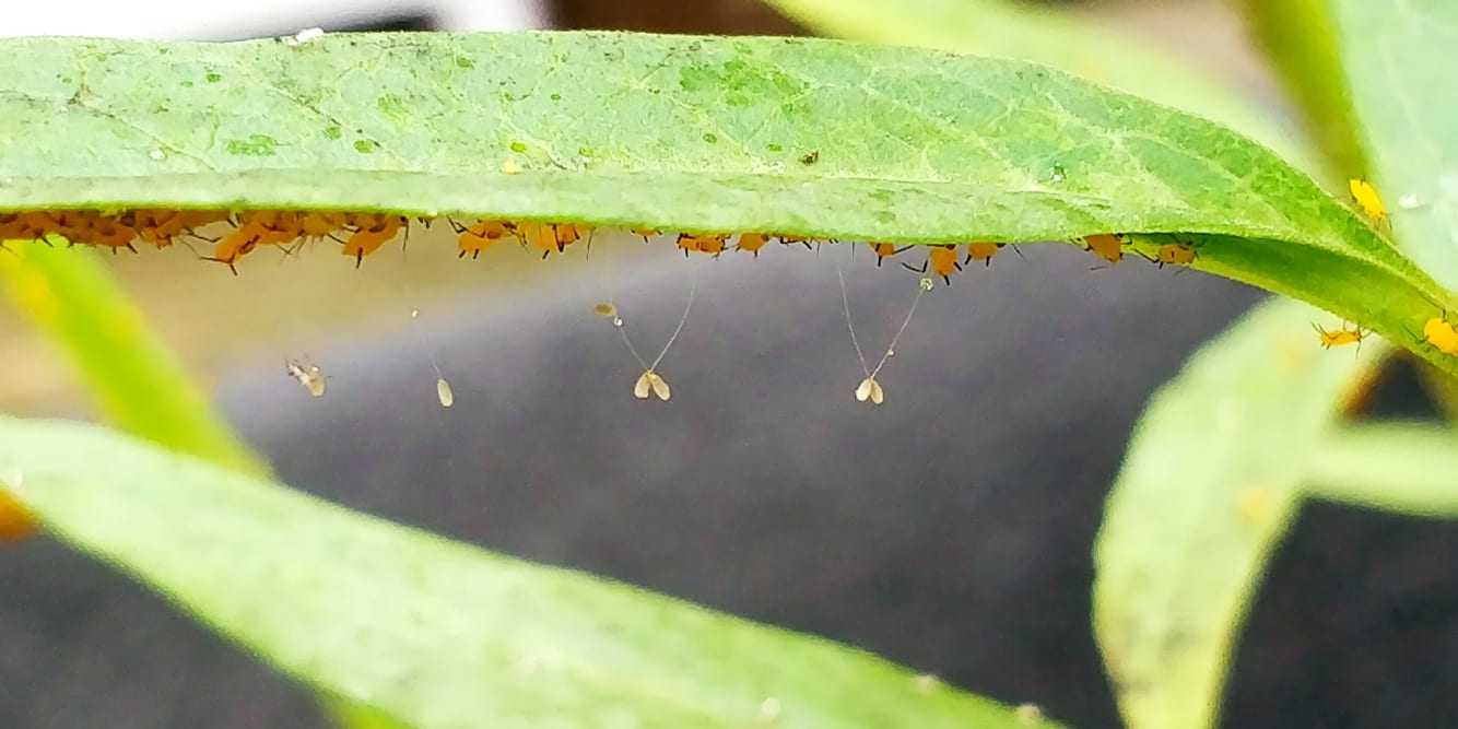 The green lacewing: the only lacewing that hibernates - Saga