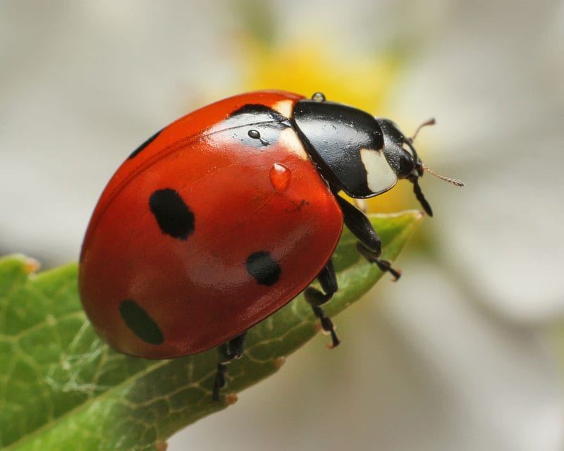 Ladybugs are beneficial insects that devour aphids.