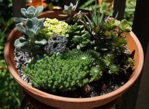 succulents potted up in a shallow round container