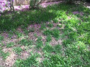 Lawn fungus can be a result from too much water on your lawn