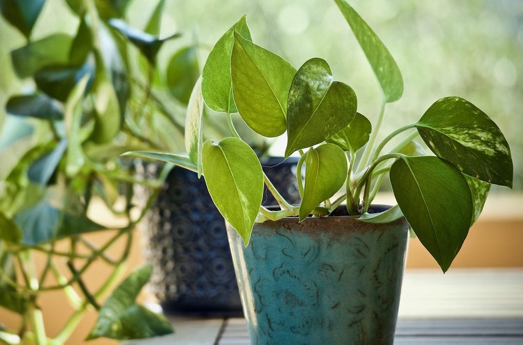 Pothos is a great houseplant for beginners to try.