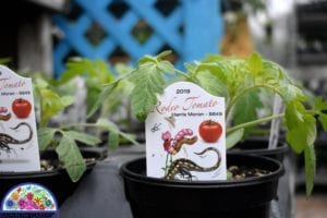 The rodeo tomato is a great tomato to try for San Antonio