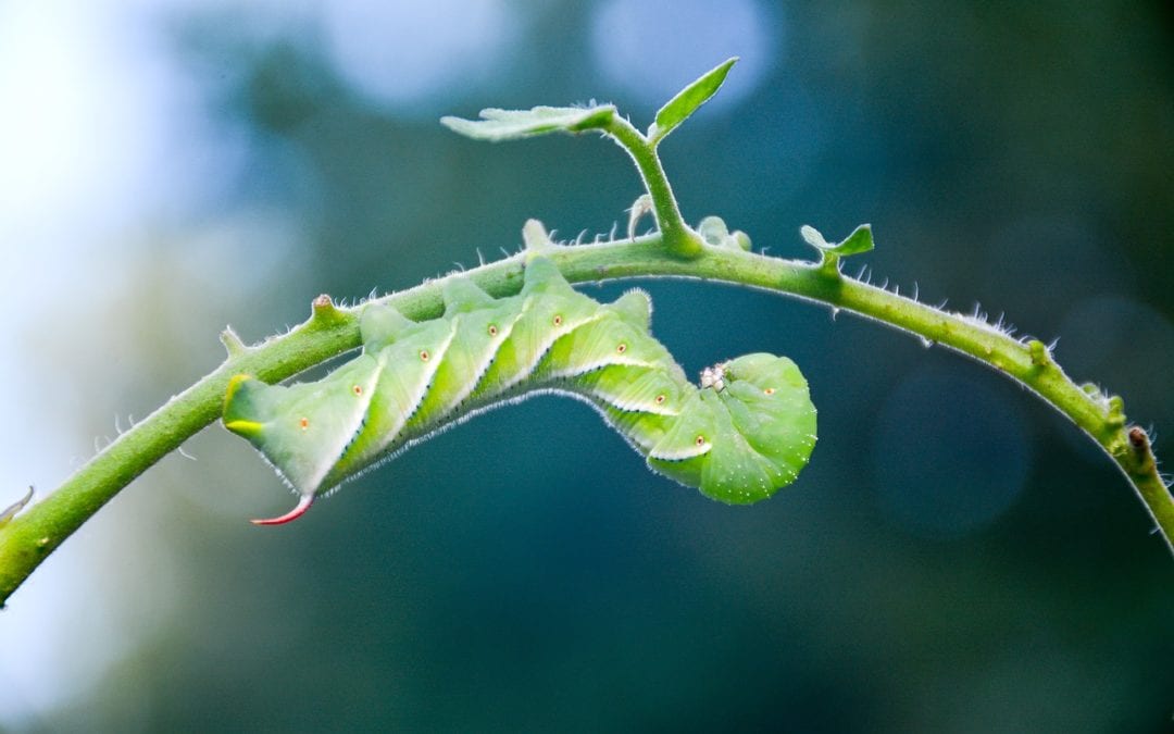 Hormworms are pests and chewing insects that rapidly eat your tomato plants.