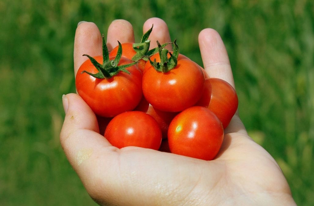 Cherry tomatoes are the perfect tomato to grow in San Antonio
