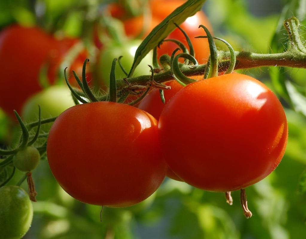 For a beautiful disease free tomato plant, follow these prevention steps.