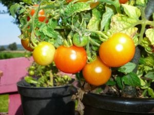 You should choose a tomato in a large container if you plant late.