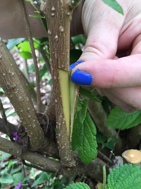 air layering rose plants