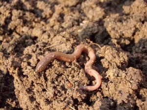 Earthworms are beneficial insects that greatly improve your garden soil.