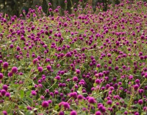 Gomphrena make for great heat-tolerant annuals