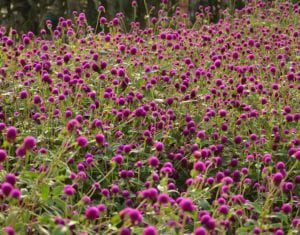 gomphrena-annuals-perennials Gomphrena make for great heat-tolerant annuals