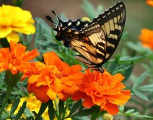 Favorite fall annuals for butterflies include marigolds