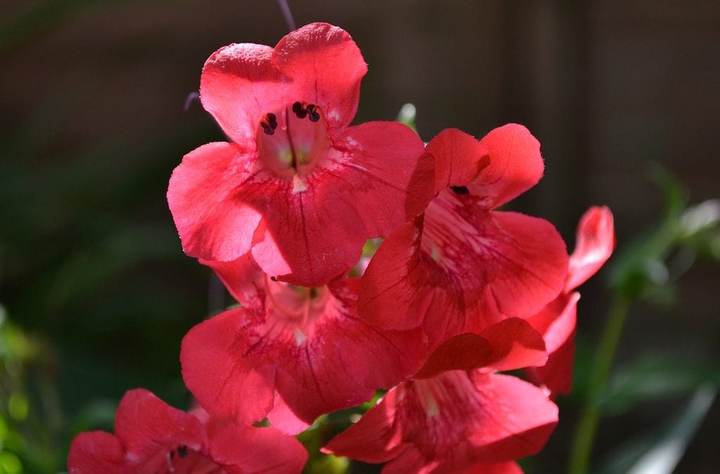 Perennials like penstemon thrive in our Texas heat and soil.