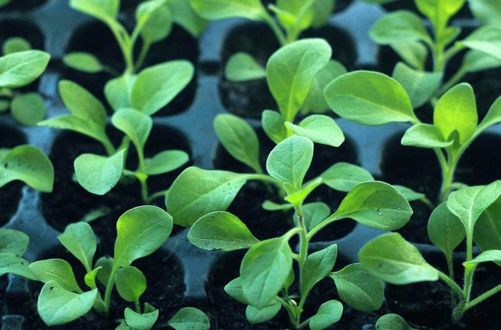 Propagating Plants: 6 Reason Why You Should