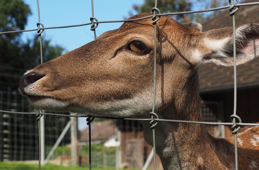 Deer resistant plants is another way to ward off deer in the garden.