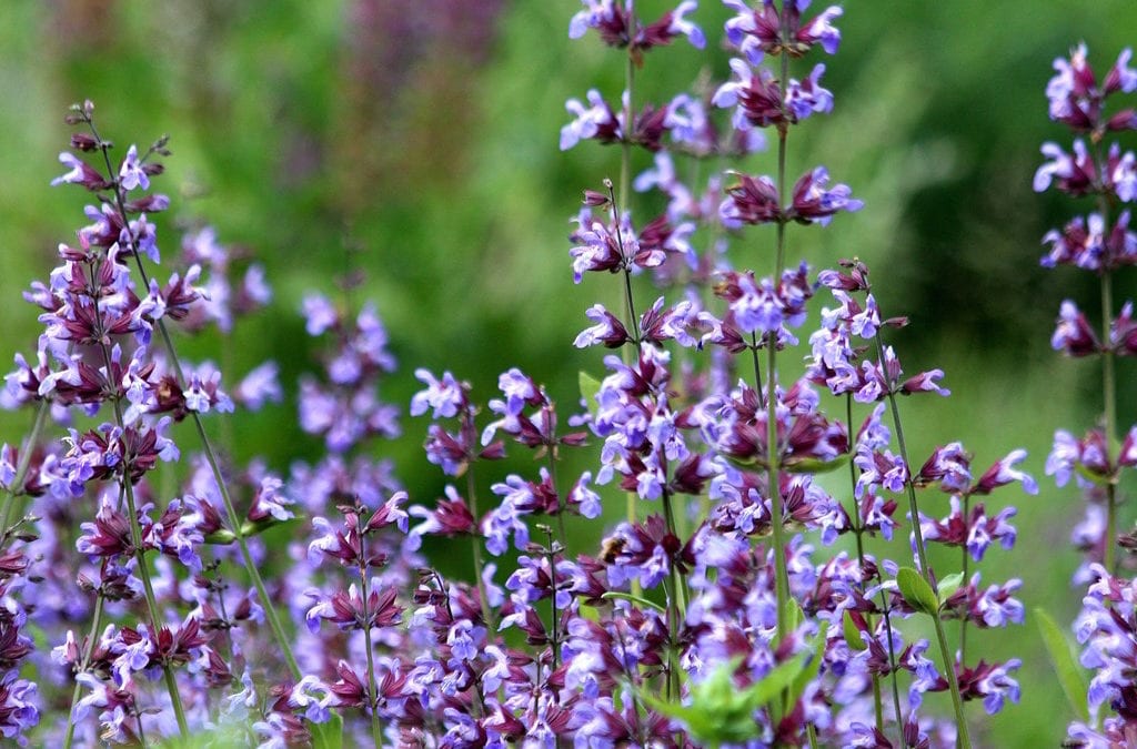 Salvia offers beautiful blue spikes of flowers in a hardy perennial for San Antonio