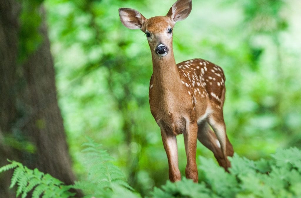 Try a variety of scare tactics to scare away deer from your garden.