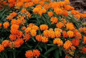 Milkweed is an amazing wildflower butterfly host and nectar plant approved for the SAWS coupon.