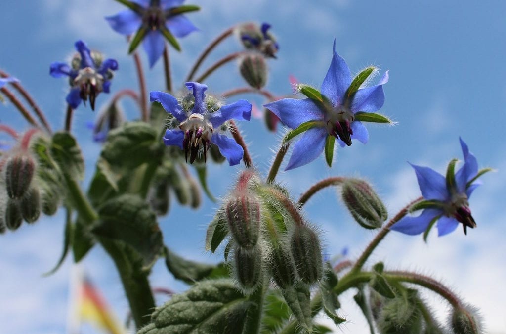 Borage is one of the cool weather loving herbs.
