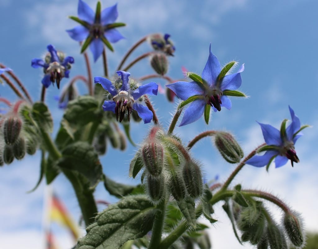 Borage is one of the cool weather loving herbs.