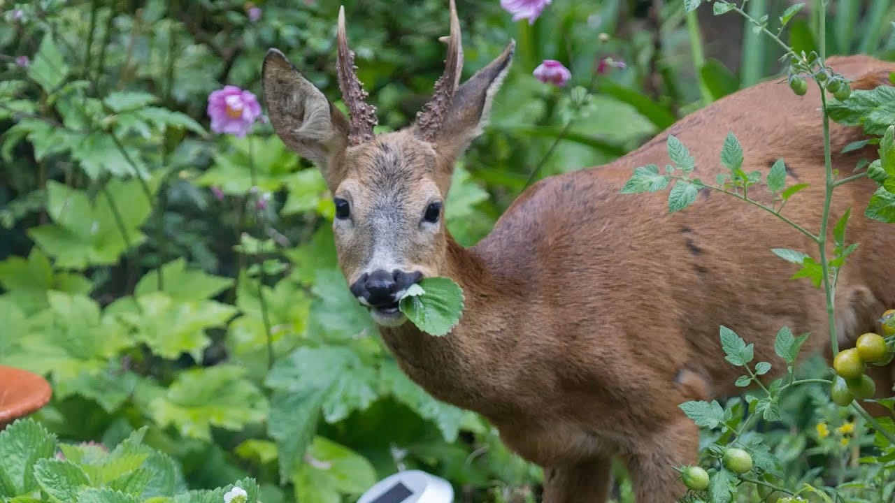 Deer "Proof" Gardens