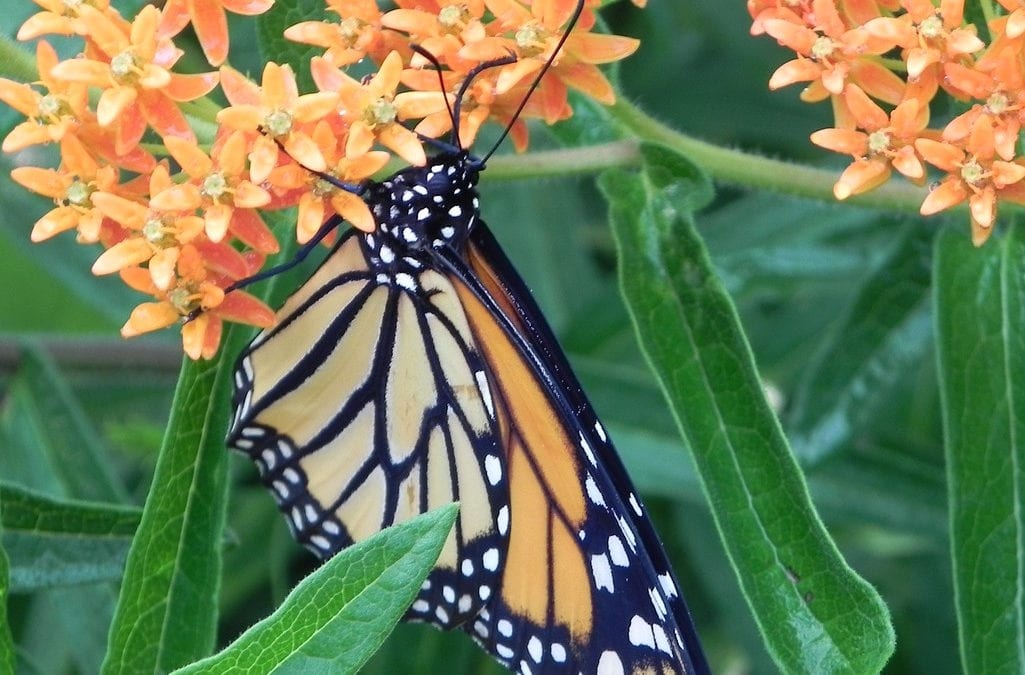 Fall Monarch butterfly on a host/nectar milkwed which is a SAWS approved coupon plant