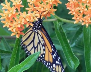 Fall Monarch butterfly on a host/nectar milkwed which is a SAWS approved coupon plant