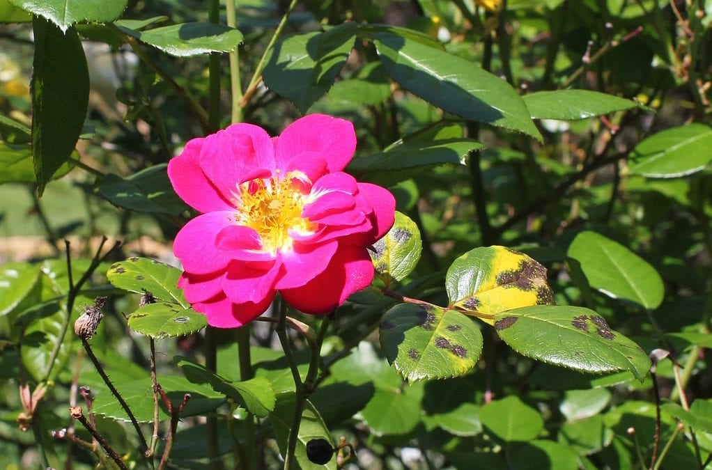 Disease like blackspot on this rose can be prevented following our tips.