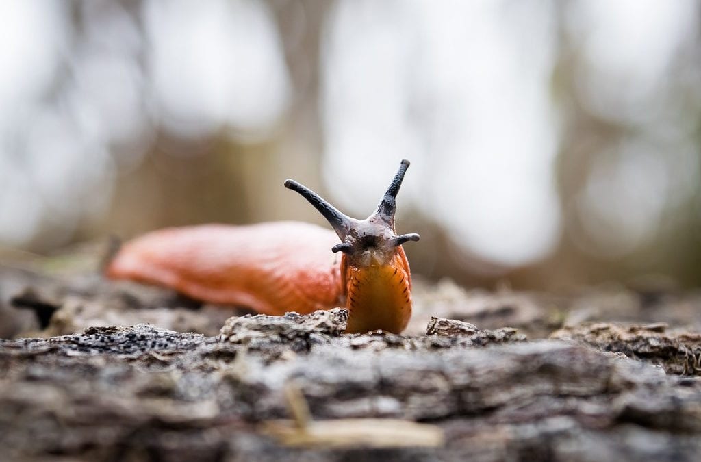 You can prevent pests like slugs by keeping your gardens debris free.