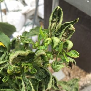 Spider Mites can take over a plant and suck its juices dry.