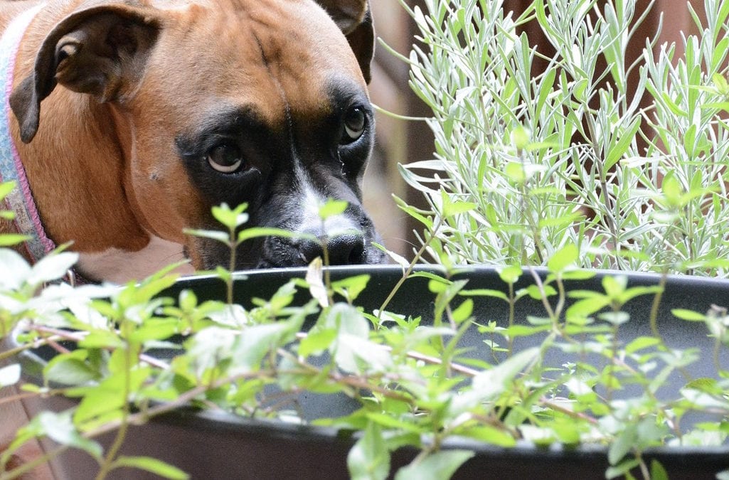4 Dog Friendly Herbs: Parsley, Oregano, Peppermint, Rosemary